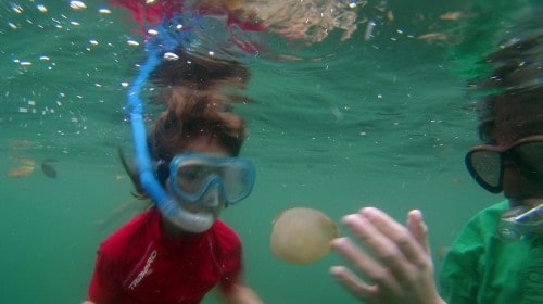 Nepekoče meduze na otoku Kakaban