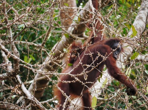 Orangutanka z mladičem